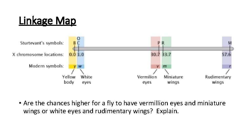 Linkage Map • Are the chances higher for a fly to have vermillion eyes