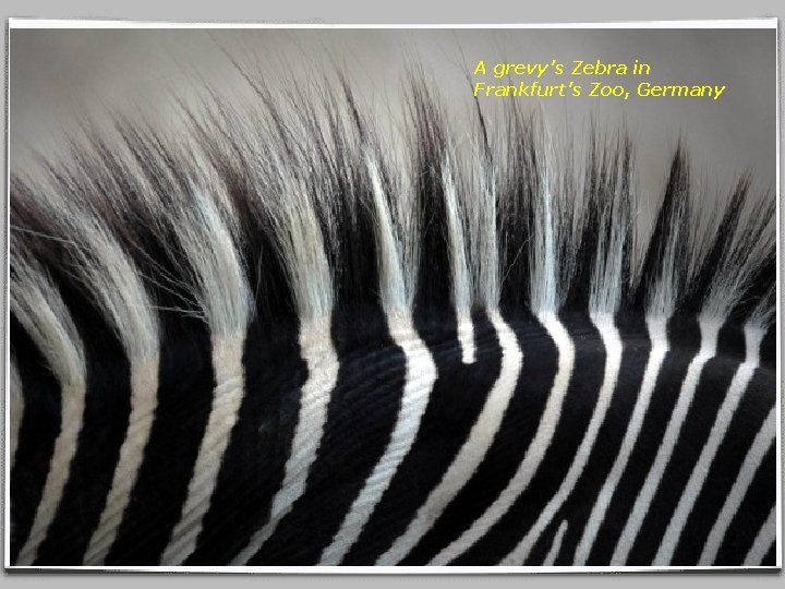 A grevy’s Zebra in Frankfurt’s Zoo, Germany 