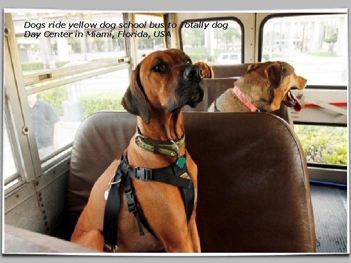 Dogs ride yellow dog school bus to Totally dog Day Center in Miami, Florida,