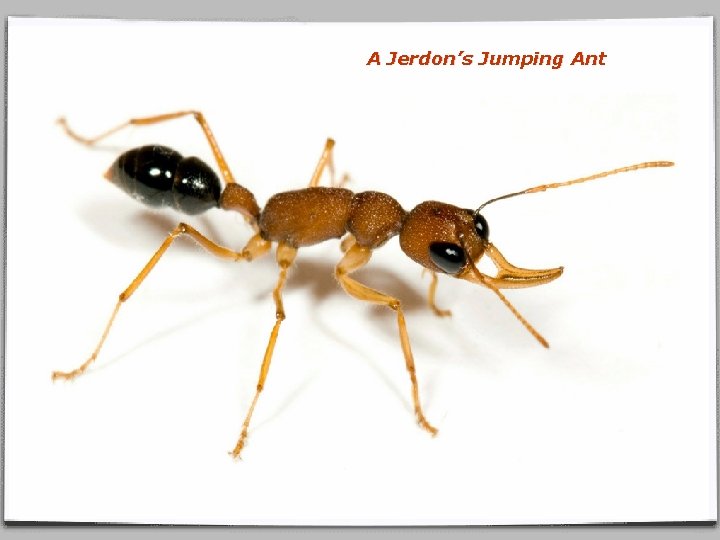 A Jerdon’s Jumping Ant 