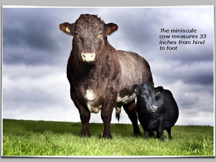 The miniscule cow measures 33 inches from hind to foot 