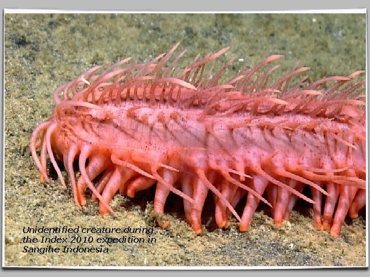 Unidentified creature during the Index 2010 expedition in Sangihe Indonesia 