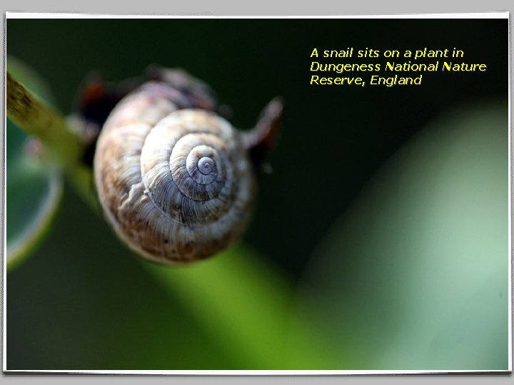 A snail sits on a plant in Dungeness National Nature Reserve, England 