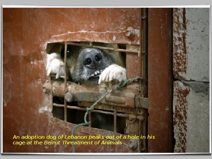 An adoption dog of Lebanon peaks out of a hole in his cage at