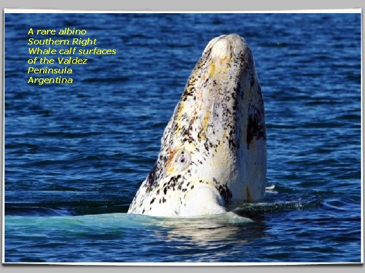 A rare albino Southern Right Whale calf surfaces of the Valdez Peninsula Argentina 