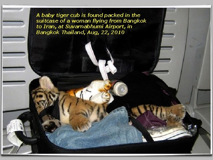 A baby tiger cub is found packed in the suitcase of a woman flying