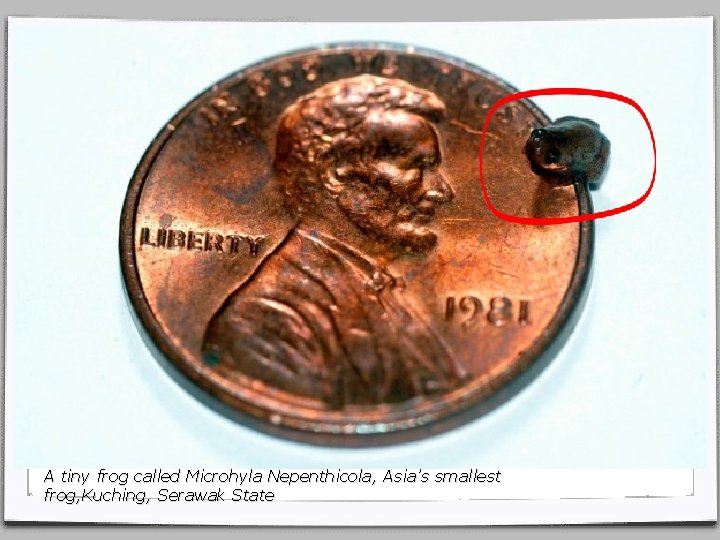 A tiny frog called Microhyla Nepenthicola, Asia’s smallest frog, Kuching, Serawak State 