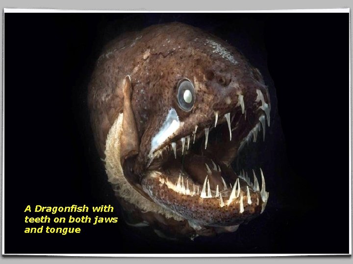 A Dragonfish with teeth on both jaws and tongue 