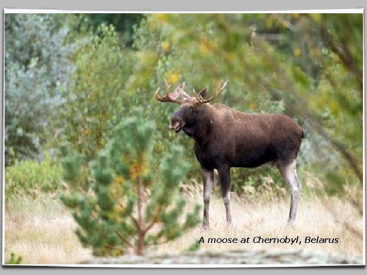 A moose at Chernobyl, Belarus 