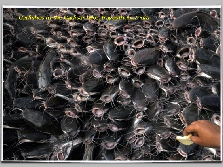 Catfishes in the Gadisar lake, Rayasthan, India 