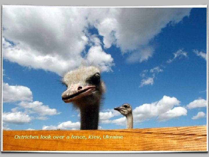 Ostriches look over a fence, Kiev, Ukraine 