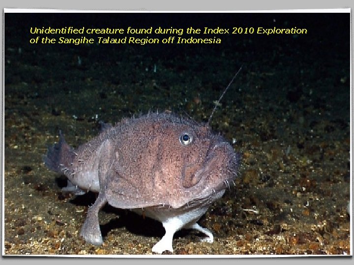 Unidentified creature found during the Index 2010 Exploration of the Sangihe Talaud Region off