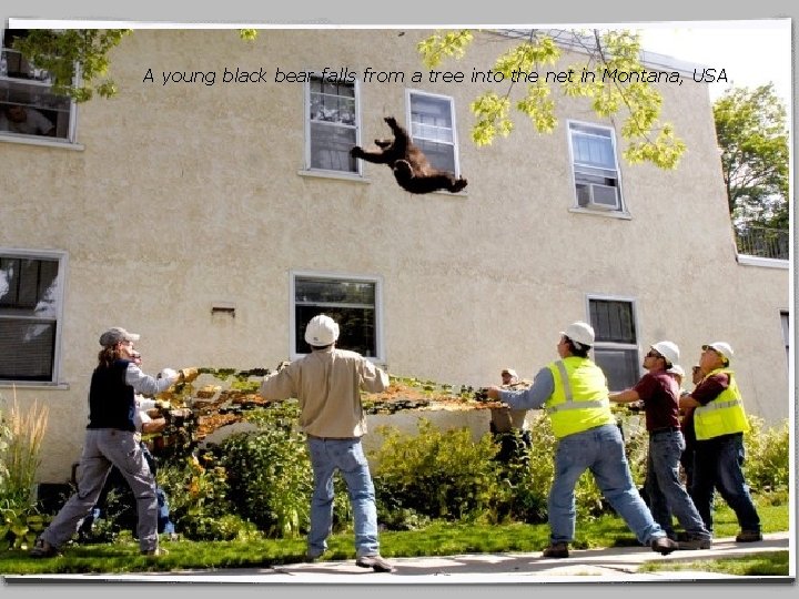 A young black bear falls from a tree into the net in Montana, USA