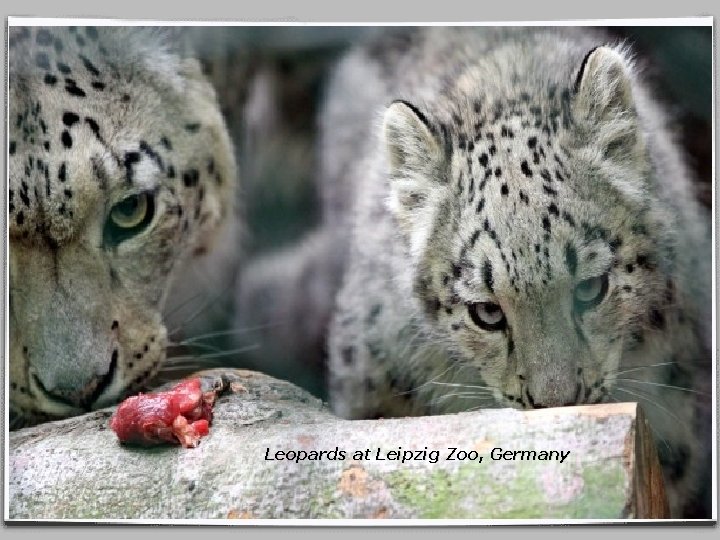 Leopards at Leipzig Zoo, Germany 