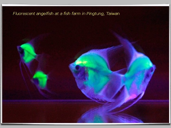 Fluorescent angelfish at a fish farm in Pingtung, Taiwan 