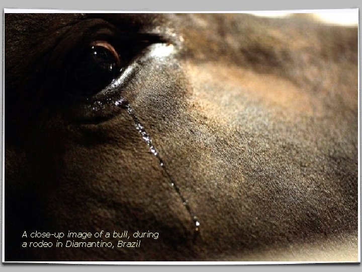 A close-up image of a bull, during a rodeo in Diamantino, Brazil 