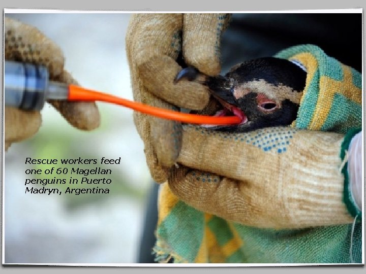 Rescue workers feed one of 60 Magellan penguins in Puerto Madryn, Argentina 