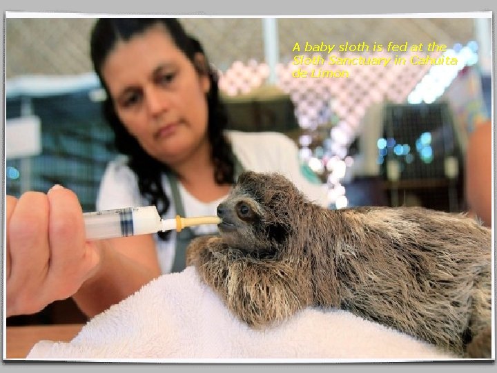 A baby sloth is fed at the Sloth Sanctuary in Cahuita de Limon 