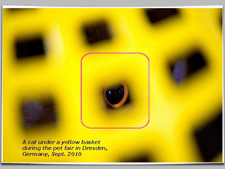 A cat under a yellow basket during the pet fair in Dresden, Germany, Sept.