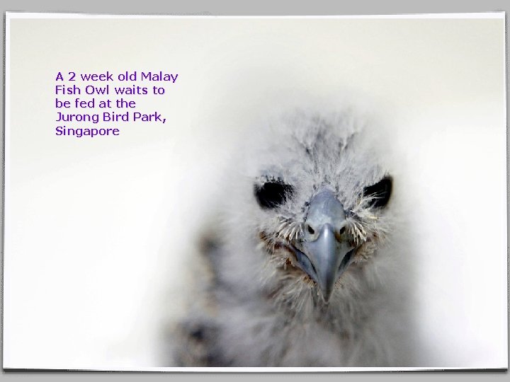 A 2 week old Malay Fish Owl waits to be fed at the Jurong