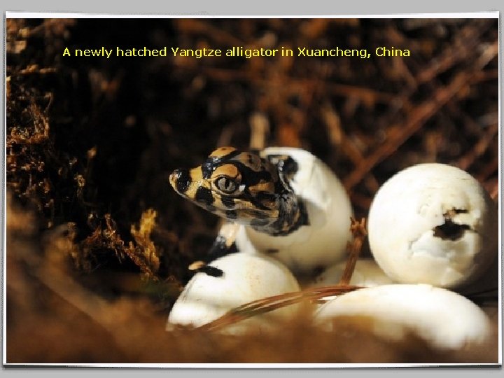 A newly hatched Yangtze alligator in Xuancheng, China 