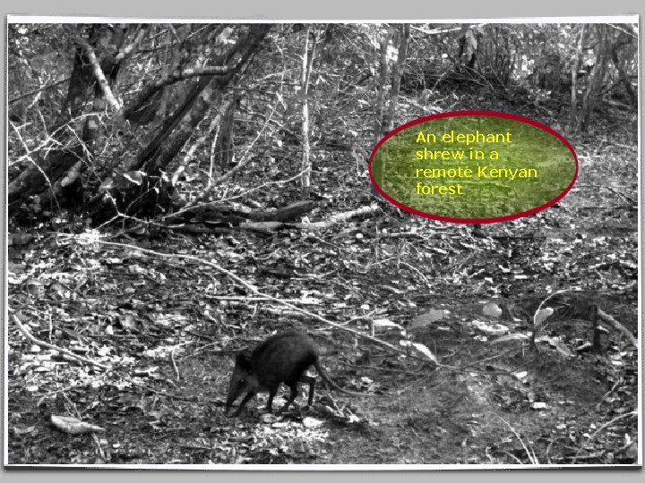 An elephant shrew in a remote Kenyan forest 