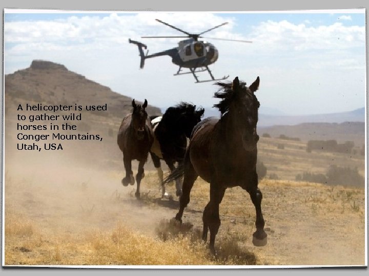 A helicopter is used to gather wild horses in the Conger Mountains, Utah, USA