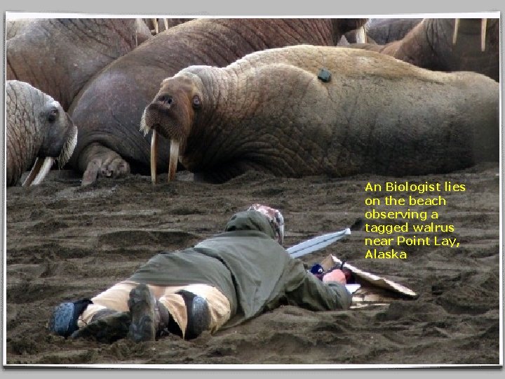 An Biologist lies on the beach observing a tagged walrus near Point Lay, Alaska