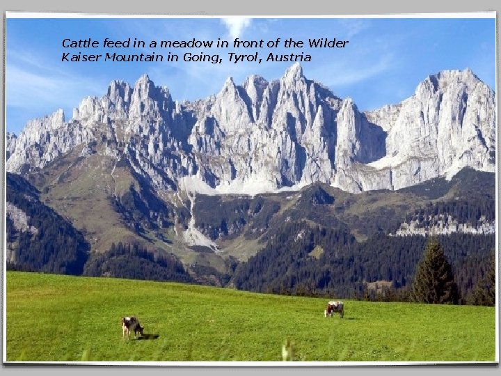 Cattle feed in a meadow in front of the Wilder Kaiser Mountain in Going,
