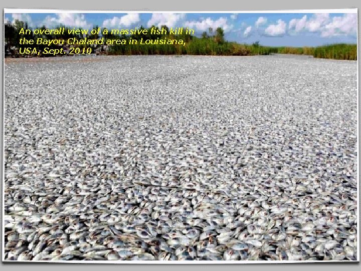 An overall view of a massive fish kill in the Bayou Chaland area in