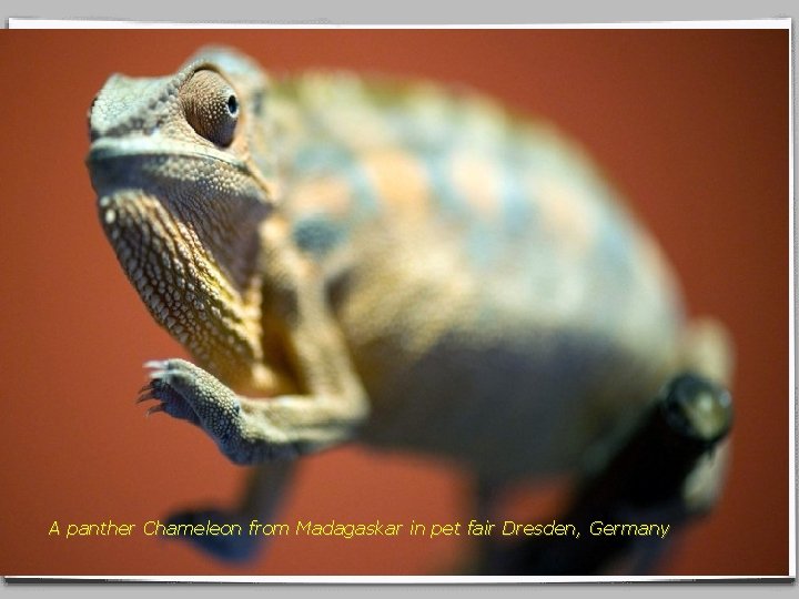 A panther Chameleon from Madagaskar in pet fair Dresden, Germany 