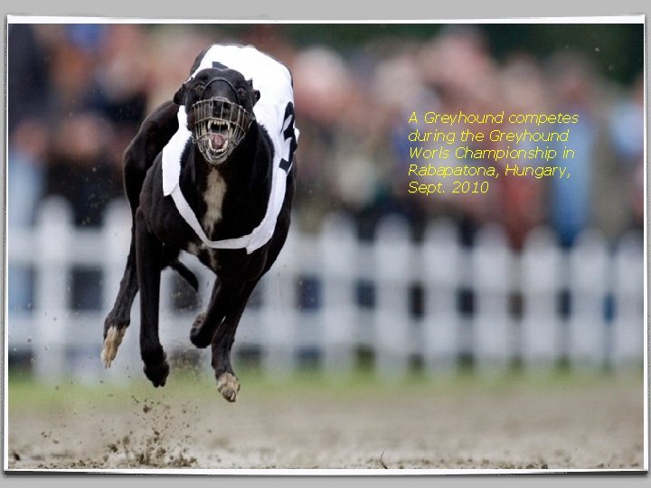 A Greyhound competes during the Greyhound Worls Championship in Rabapatona, Hungary, Sept. 2010 