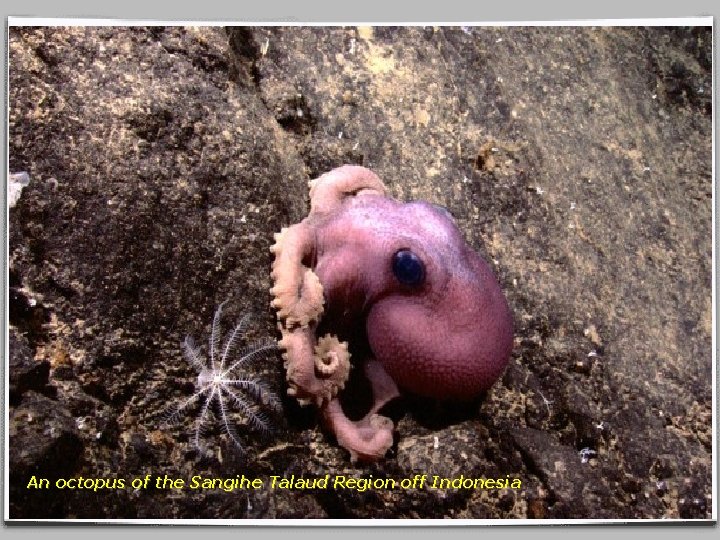 An octopus of the Sangihe Talaud Region off Indonesia 