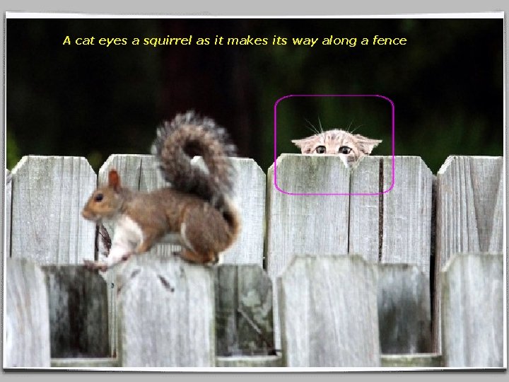 A cat eyes a squirrel as it makes its way along a fence 