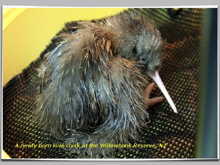 A newly born kiwi chick at the Willowbank Reserve, NZ 