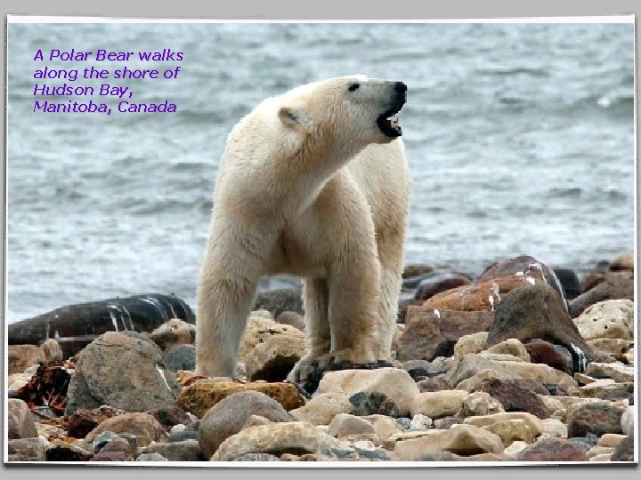 A Polar Bear walks along the shore of Hudson Bay, Manitoba, Canada 