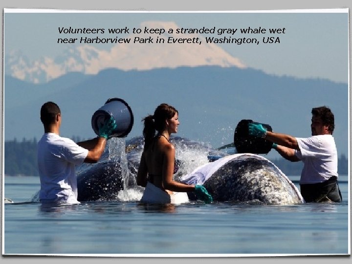Volunteers work to keep a stranded gray whale wet near Harborview Park in Everett,