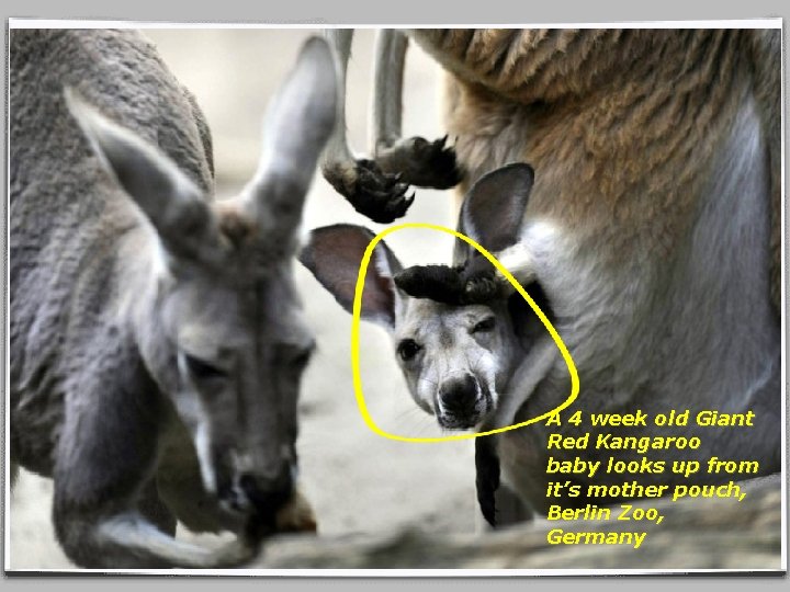 A 4 week old Giant Red Kangaroo baby looks up from it’s mother pouch,