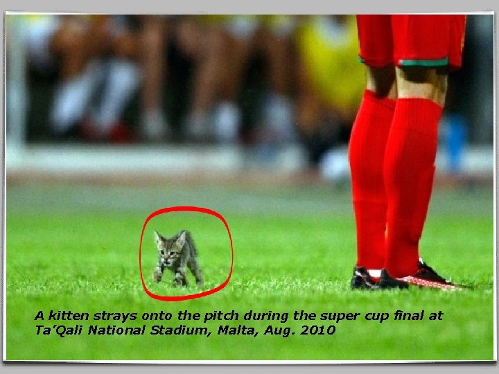 A kitten strays onto the pitch during the super cup final at Ta’Qali National