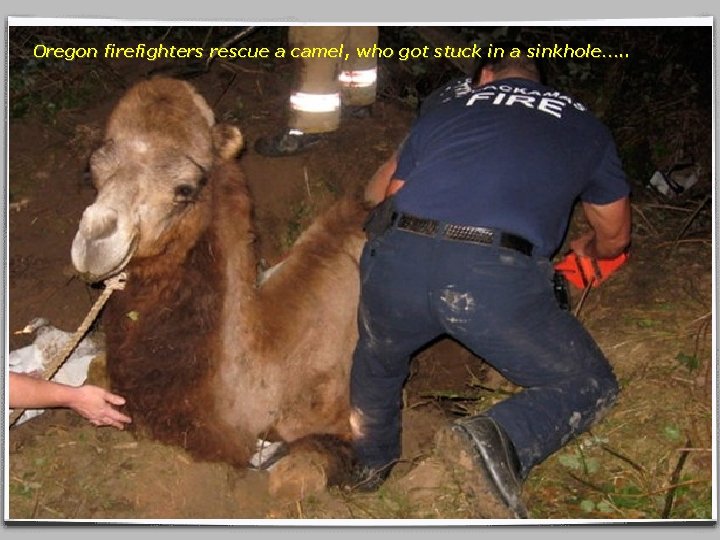 Oregon firefighters rescue a camel, who got stuck in a sinkhole…. . 