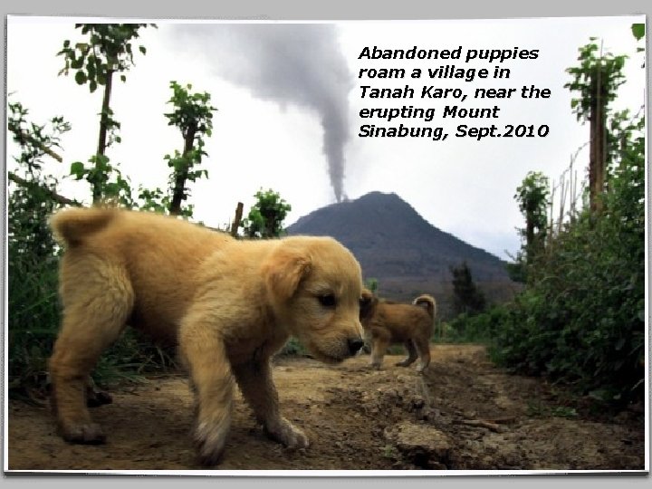 Abandoned puppies roam a village in Tanah Karo, near the erupting Mount Sinabung, Sept.