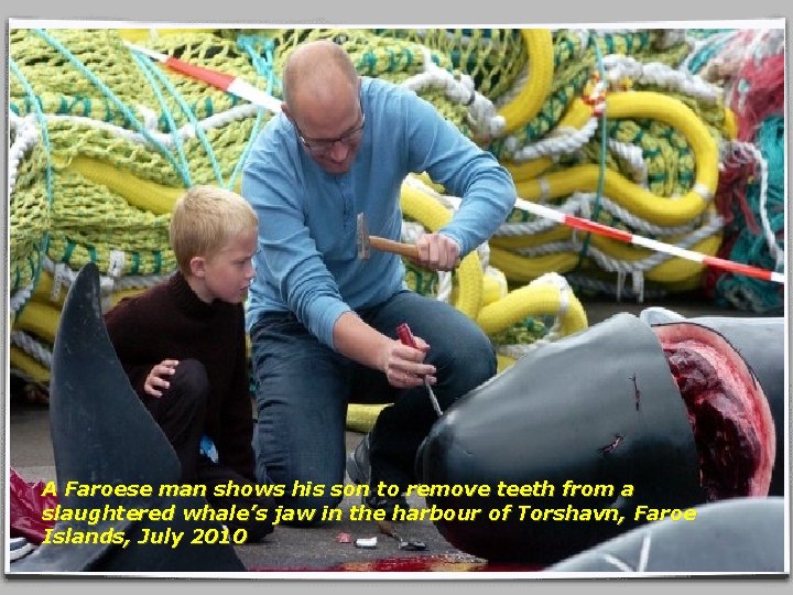 A Faroese man shows his son to remove teeth from a slaughtered whale’s jaw