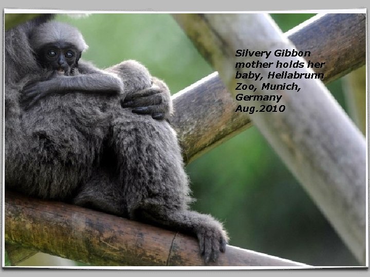 Silvery Gibbon mother holds her baby, Hellabrunn Zoo, Munich, Germany Aug. 2010 