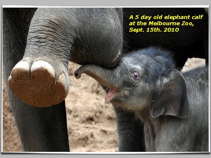 A 5 day old elephant calf at the Melbourne Zoo, Sept. 15 th. 2010