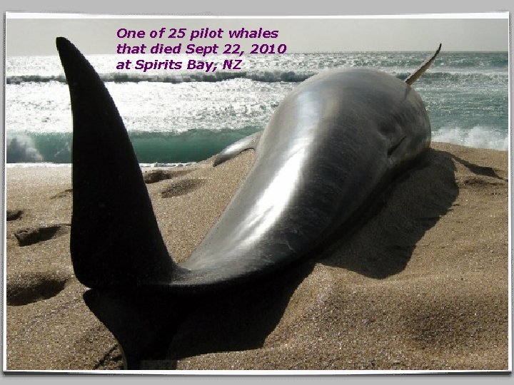 One of 25 pilot whales that died Sept 22, 2010 at Spirits Bay, NZ