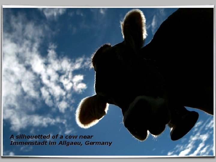 A silhouetted of a cow near Immenstadt im Allgaeu, Germany 