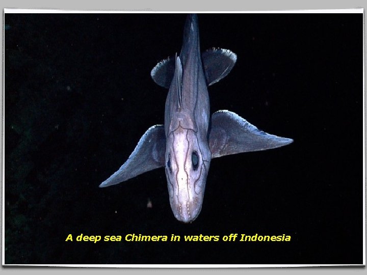 A deep sea Chimera in waters off Indonesia 
