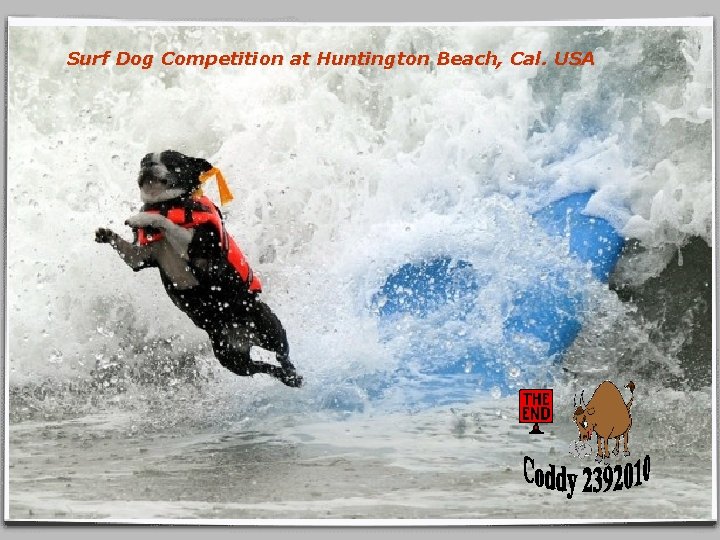 Surf Dog Competition at Huntington Beach, Cal. USA 