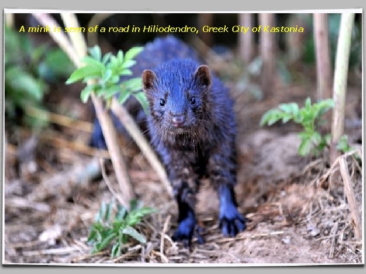 A mink is seen of a road in Hiliodendro, Greek City of Kastonia 