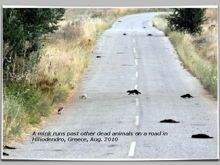 A mink runs past other dead animals on a road in Hiliodendro, Greece, Aug.